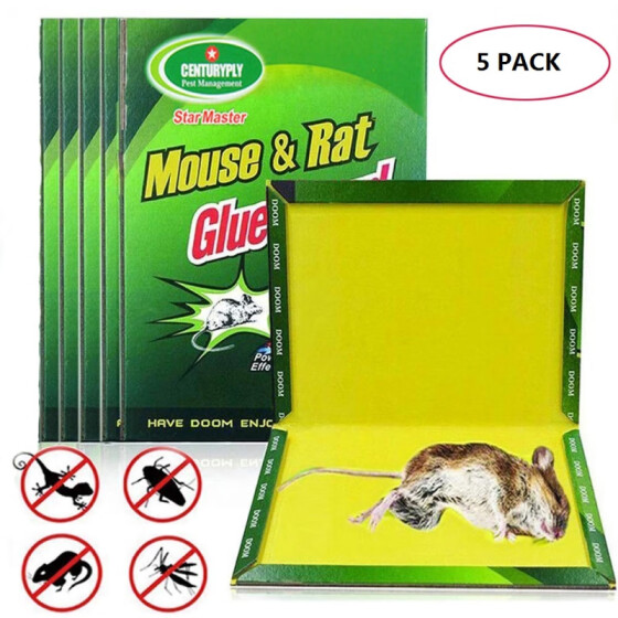 best mice catcher