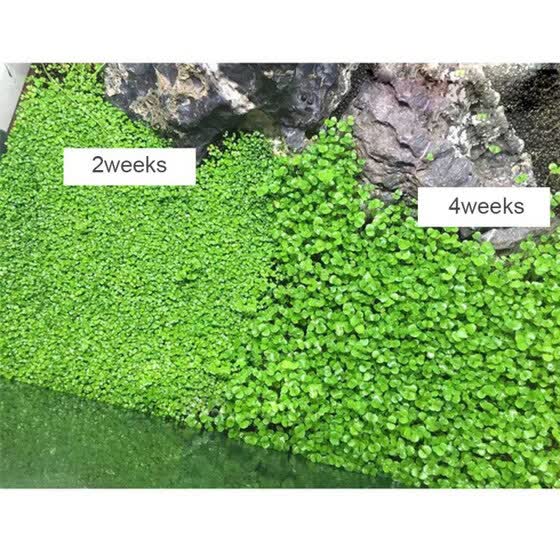 aquarium grass seed