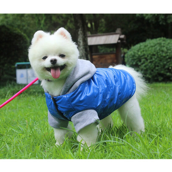 medium dog coat