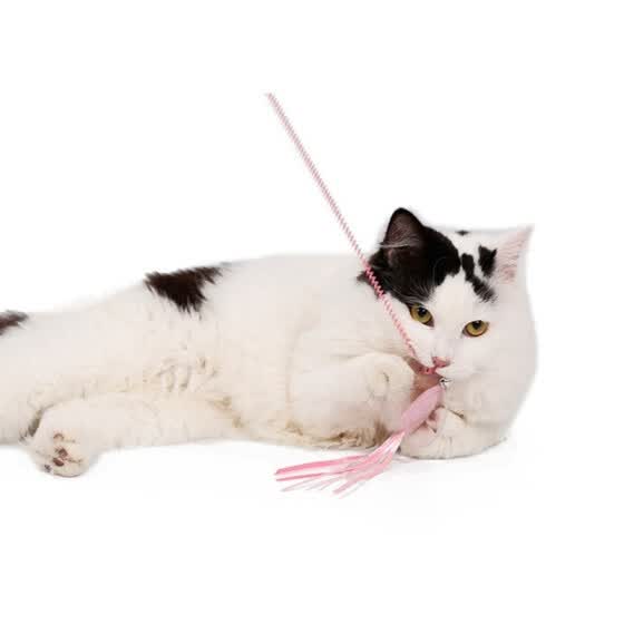 cat rope toy