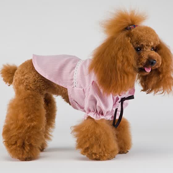 cheap pet clothes