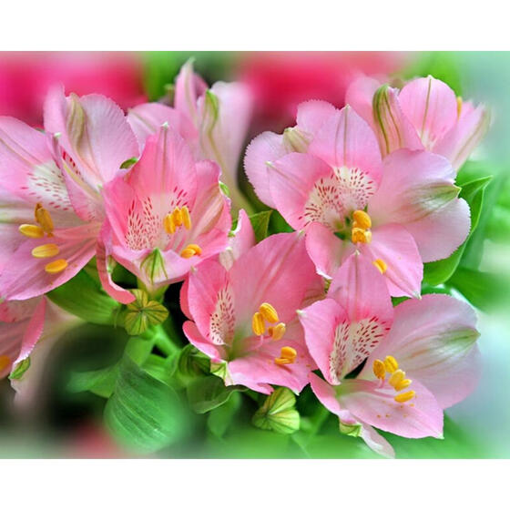 DIY Flowers Cat Diamond Painting Cross Craft Stitch Kits 5D Home Decor H