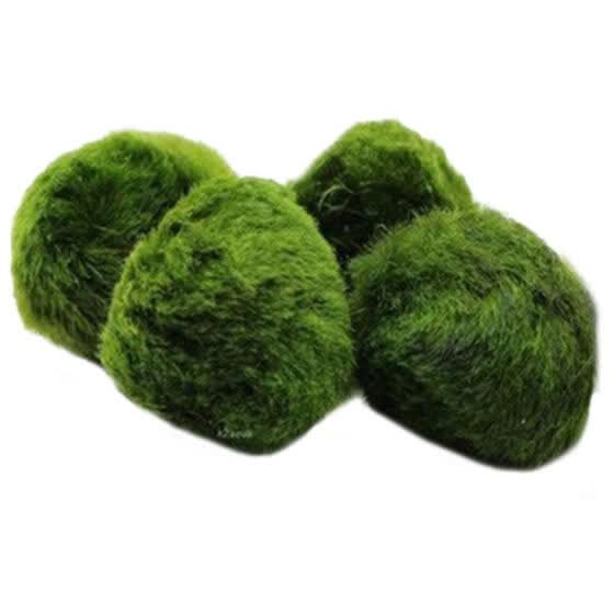 Shop Aquarium Plants Seeds Fish Tank Aquatic Water Moss Balls