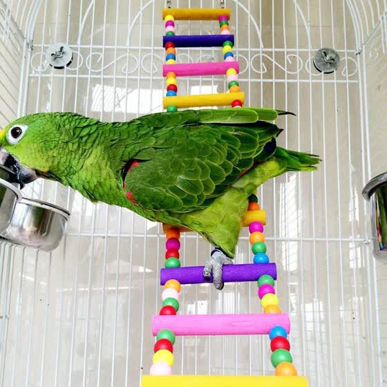 parakeet swing