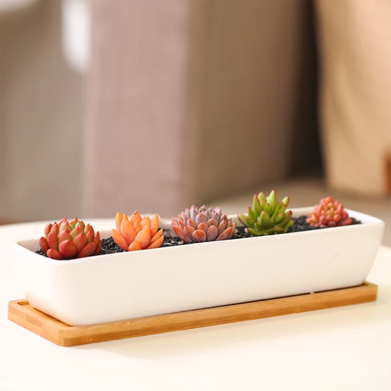 white ceramic plant tray