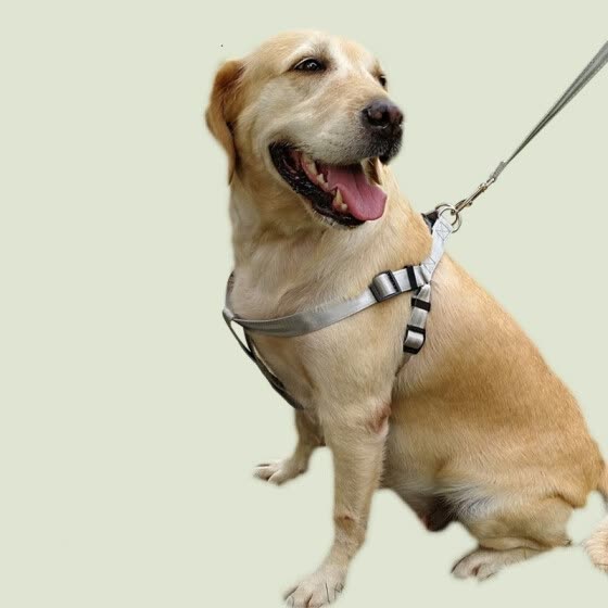 dog leash around waist